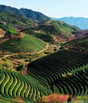 新丰县茶叶产业园